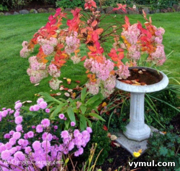 November Garden Prep: A PNW Checklist for Winter 4 November Pee Gee Hydrangea with bird bath