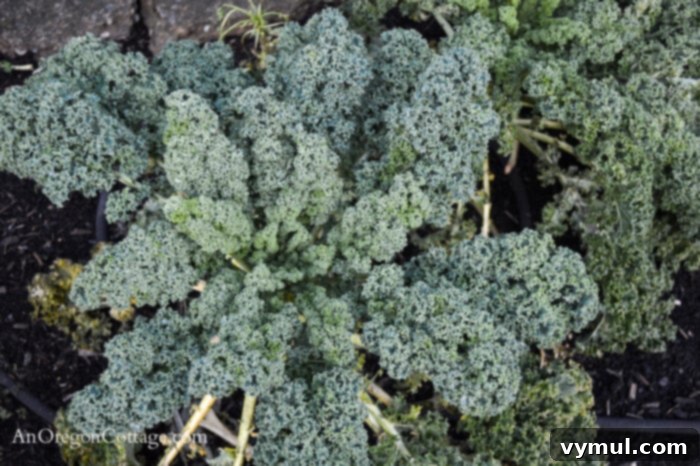 December kale above