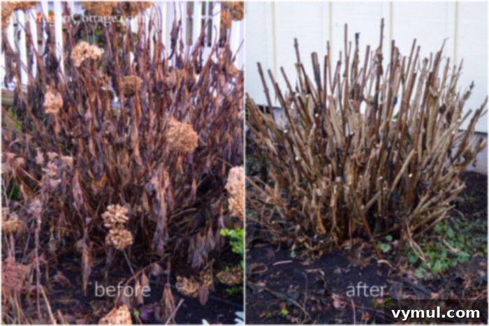 hydrangea before-after frost pruning