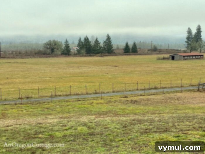 December hills-pasture