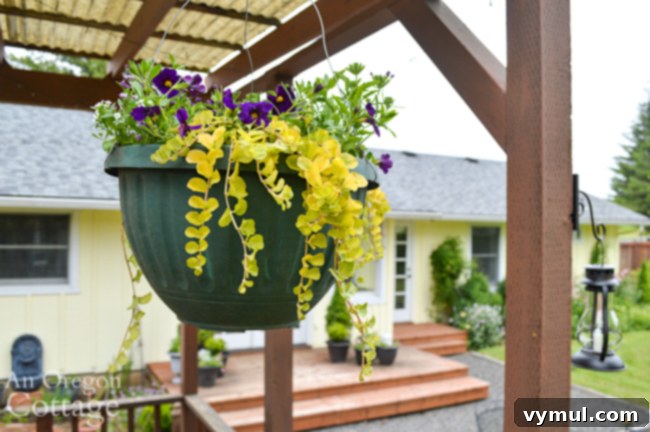 Hanging basket after spring planting