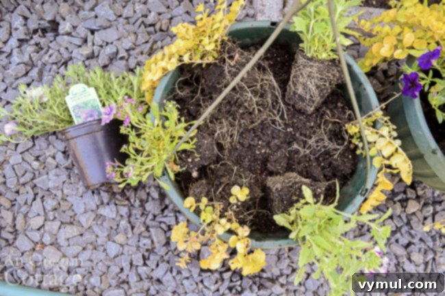 plant spacing in hanging plants