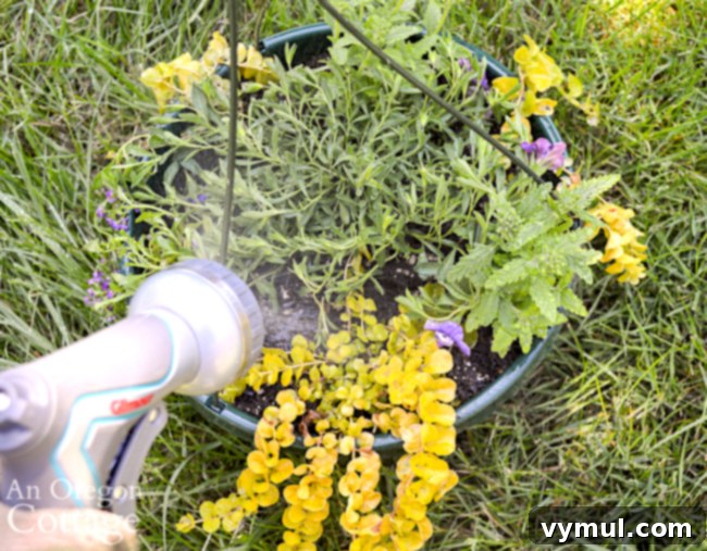 watering hanging pot after planting