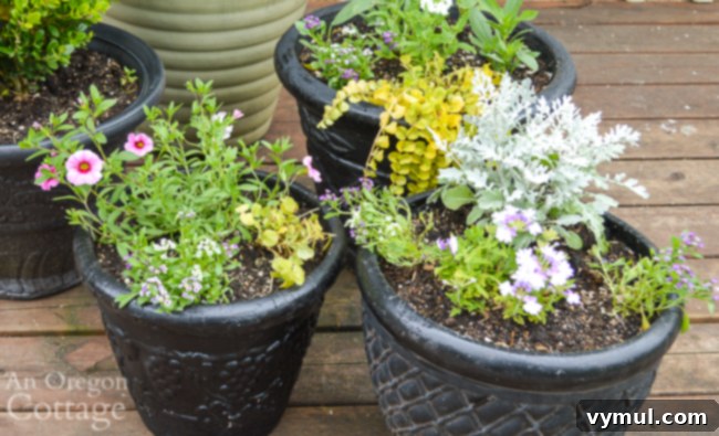 right pots after planting