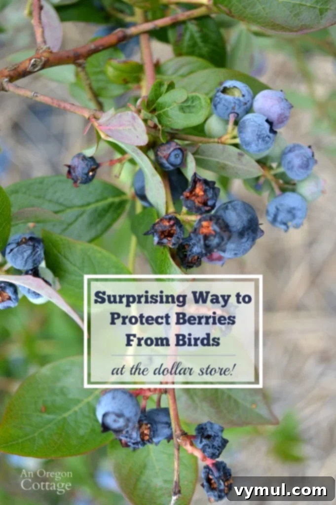 Bird-Proof Your Berries Naturally and Affordably 2 How to scare birds away from your garden using items from the dollar store