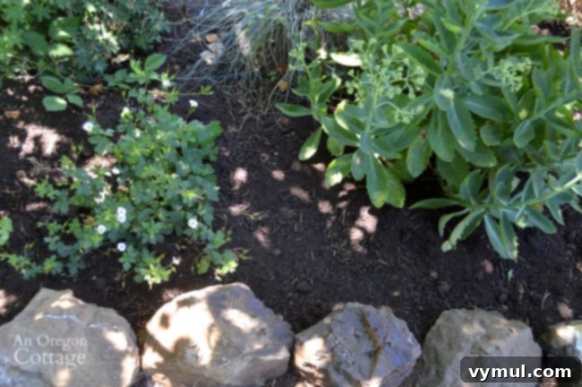 Apply fresh mulch in mid-summer to prepare for fall by retaining moisture
