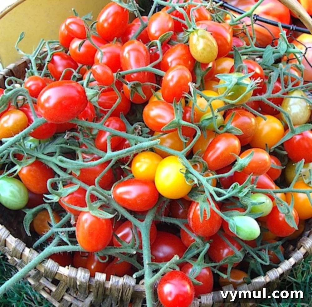 basket of grape tomatoes