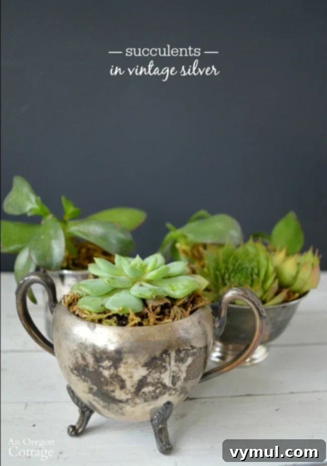 Lush green succulent planted in a tarnished silver sugar bowl, showcasing a beautiful blend of vintage and modern aesthetics for unique home decor or a thoughtful gift.