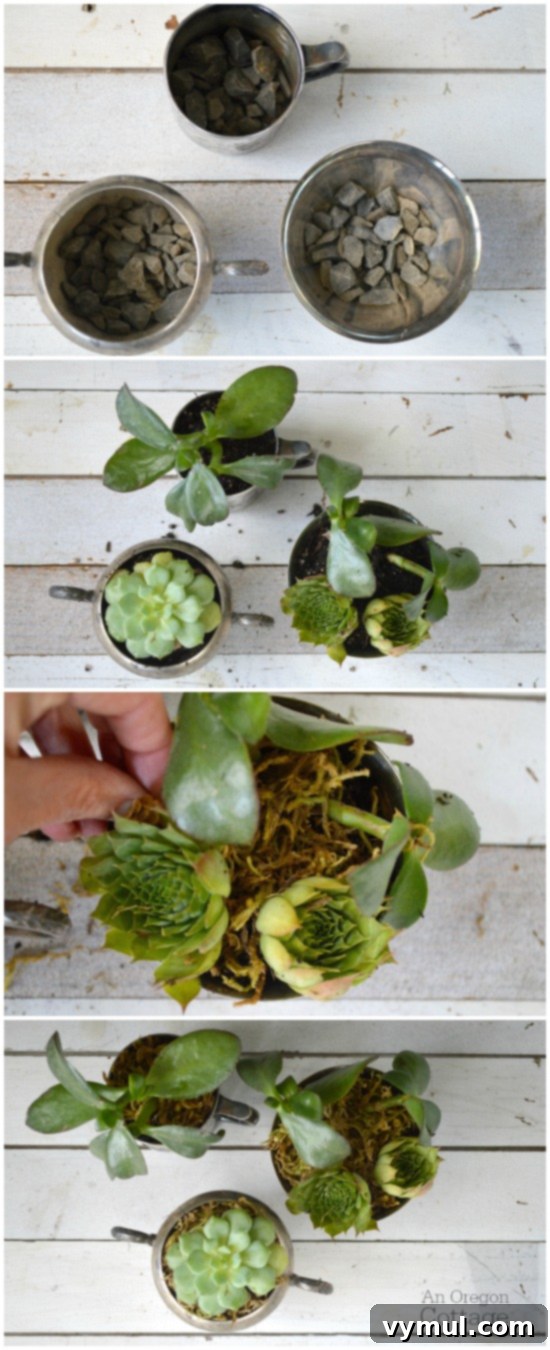 Step-by-step process of planting succulents in vintage silver, showing soil, gravel, and succulents being placed into the containers.
