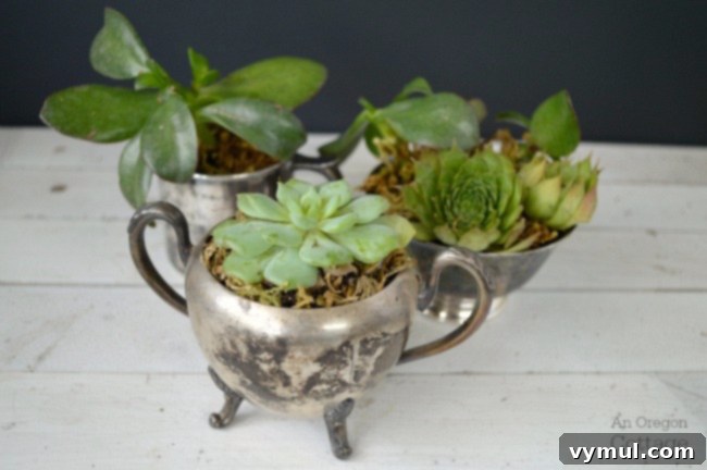 Close-up of a small, lush green succulent perfectly planted in a shiny vintage silver baby cup, showcasing a charming and elegant display.