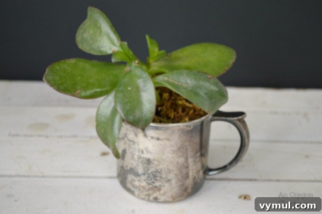 Beautiful succulent thriving in a vintage silver baby cup, placed on a white surface, highlighting its delicate form and the elegant contrast.