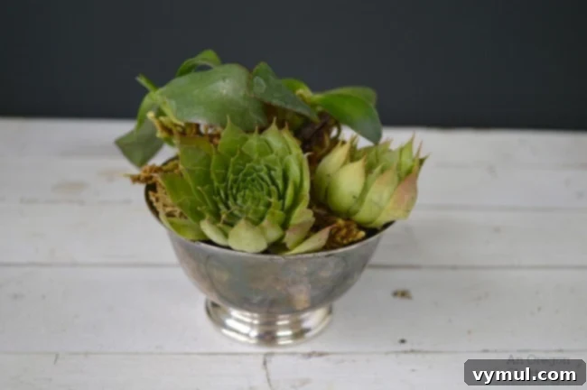 Two vibrant green succulents artfully arranged in a tarnished vintage silver bowl, creating a striking centerpiece for any room.