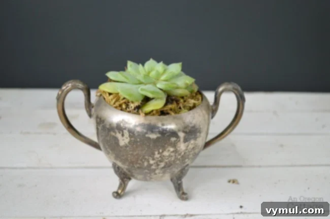 A single, healthy succulent nestled in an elegant vintage silver sugar bowl, demonstrating a simple yet sophisticated DIY decor idea.