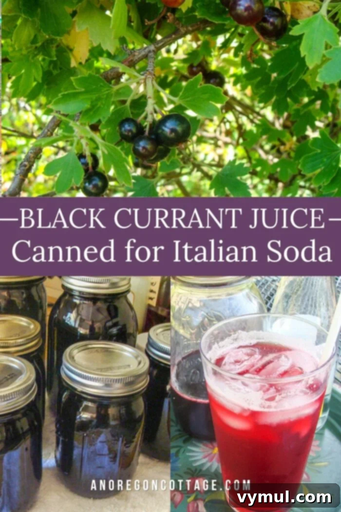 Homemade black currant juice for Italian soda in a pitcher