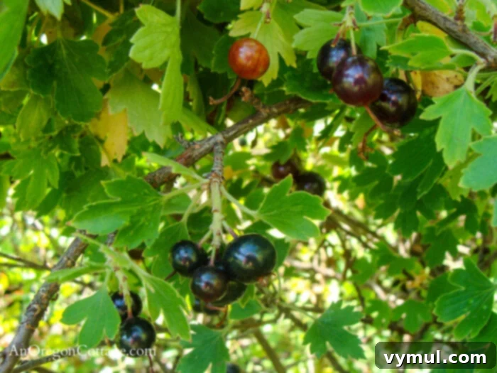 ripe black currants growing on bush