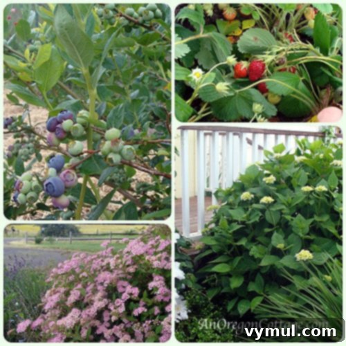 Fruit-Flower Collage.6-12_blog Fruit-Flower Collage.6-12_blog