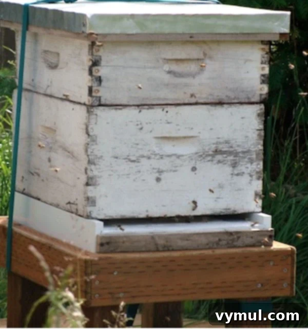 Close-up of an active beehive with bees flying in and out