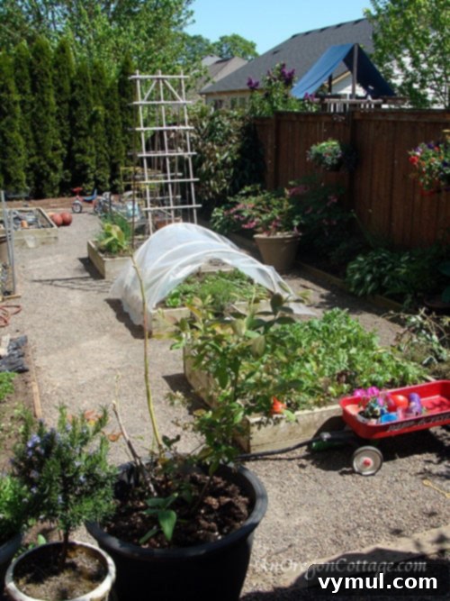 Shannan's Garden: A Small Space, Big Harvest Inspiration Shannan's productive small-space garden in Salem, Oregon, showcasing lush greenery and smart design for urban harvesting
