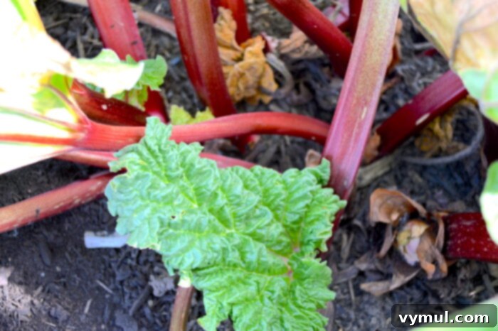 rhubarb stalks on plant