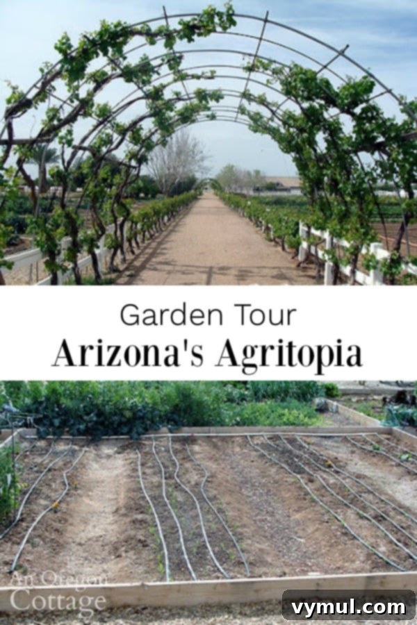 Agritopia Arizona garden tour featuring lush vegetable rows and sustainable practices
