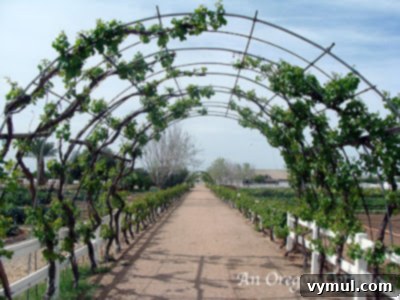 Lush green grape tunnel thriving in Arizona's Agritopia in early spring