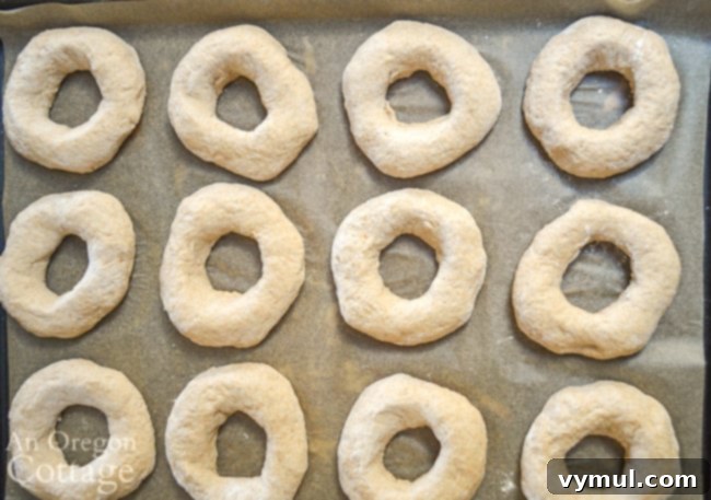 sourdough bagels rising on pan