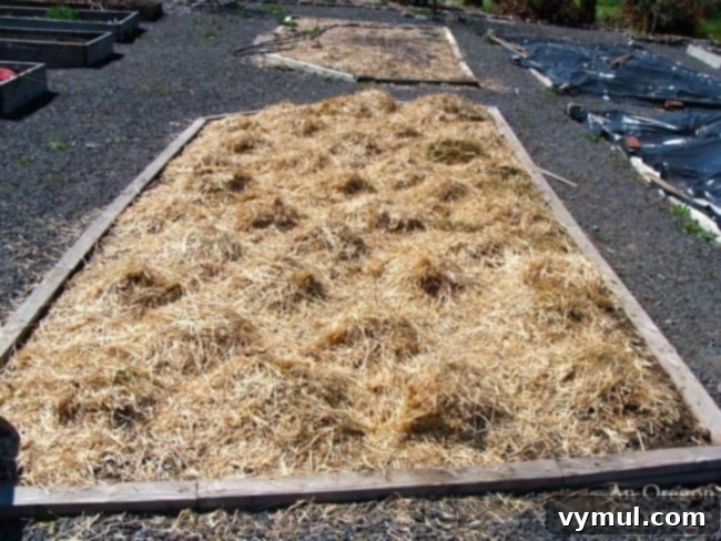 Potatoes planted with straw hills