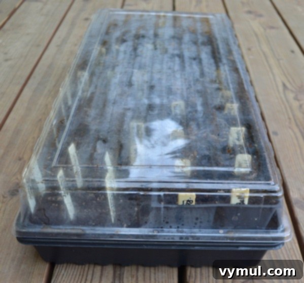 The Art of Seed Starting: Grow Your Garden from the Ground Up 5 How to Start Seeds- Covered Seed Tray - An Oregon Cottage