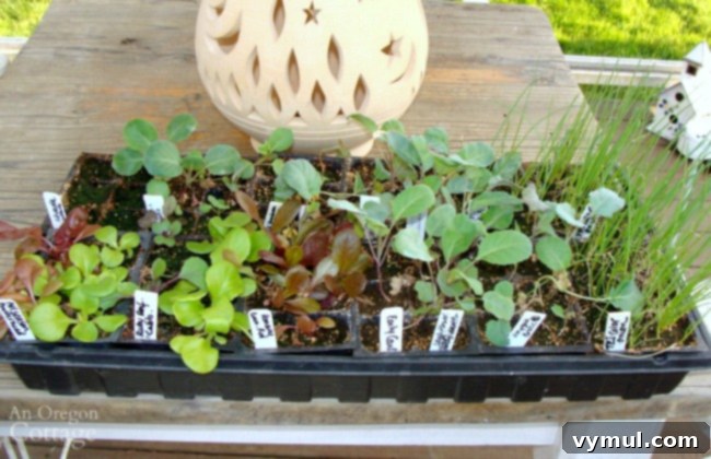 The Art of Seed Starting: Grow Your Garden from the Ground Up 6 Hardening off 6-week old seedlings started indoors