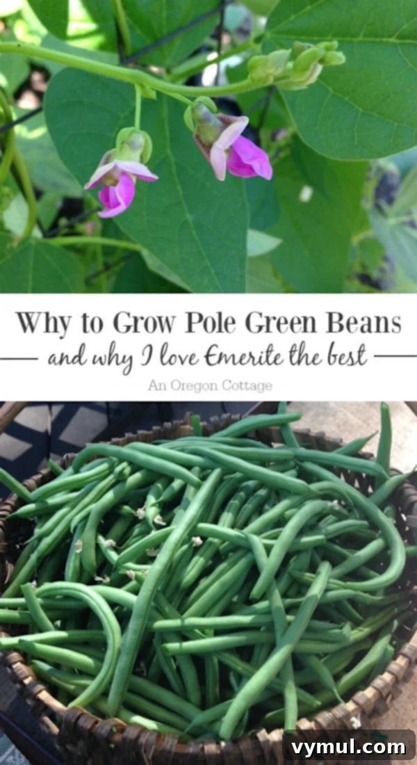 My Emerite Pole Bean Obsession: Why They Outperform Bush Varieties 2 Emerite pole green bean flowers and harvest