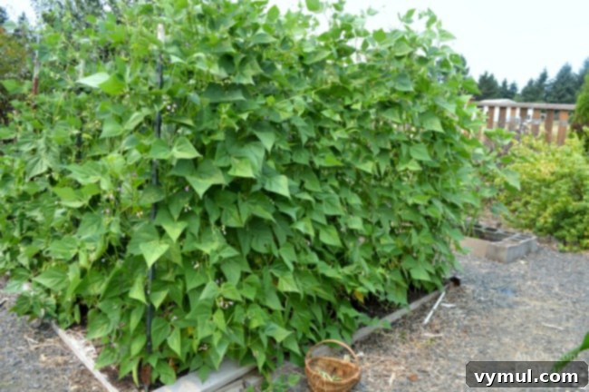 My Emerite Pole Bean Obsession: Why They Outperform Bush Varieties 3 Beautiful Emerite Pole Beans