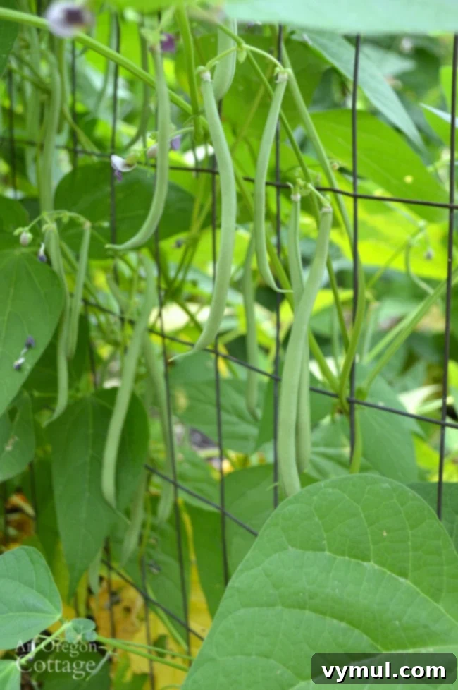 My Emerite Pole Bean Obsession: Why They Outperform Bush Varieties 4 Easy to Pick Emerite Pole Beans