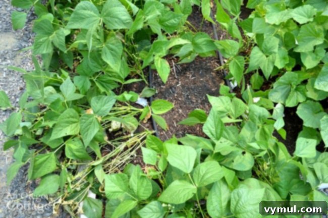 My Emerite Pole Bean Obsession: Why They Outperform Bush Varieties 5 Flopped over bush green beans