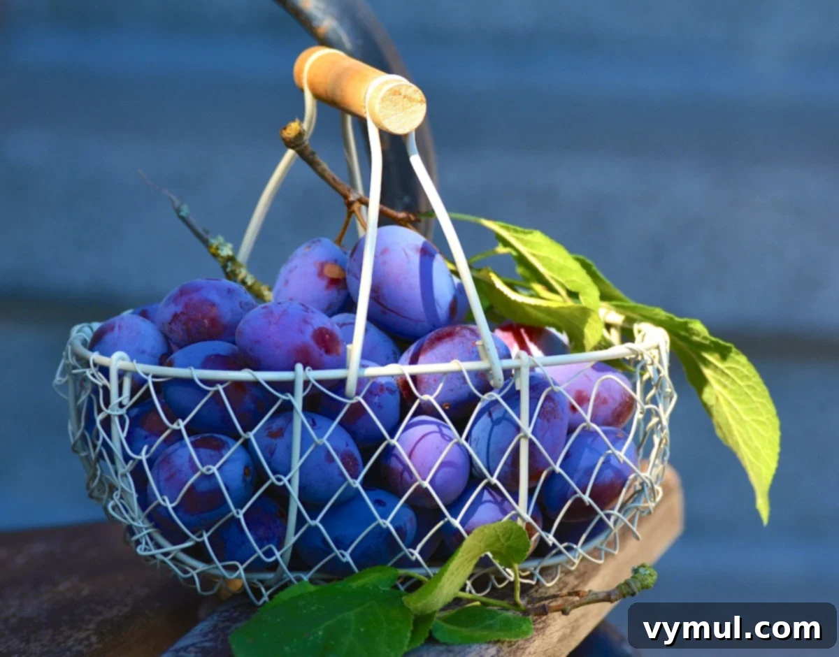 A rustic wire basket filled with freshly picked, ripe plums