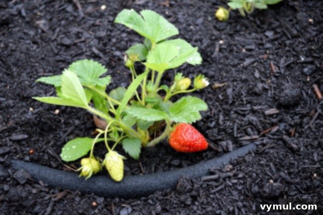 Easy Garden Tips-use newspaper and mulch to weed and feed