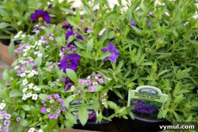 Easy Garden Tips-create containers that thrive