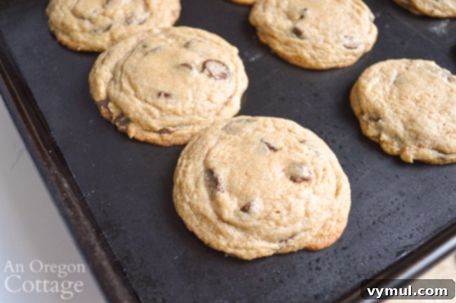 Ultimate Chewy Whole Grain Chocolate Chip Cookies 3 Freshly baked whole grain chocolate chip cookies, slightly soft and golden-brown, just out of the oven on a baking sheet, showing their slightly underbaked centers for chewiness.