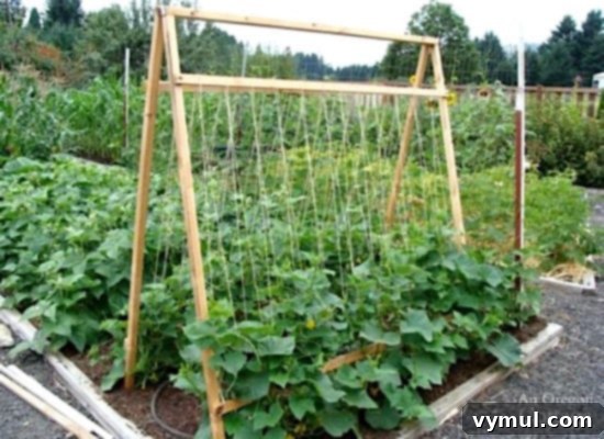 Beyond Space: 5 Compelling Reasons to Trellis Your Cucumbers 2 How to grow cucumbers on a trellis.