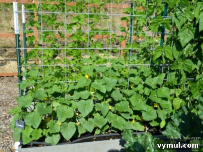 Beyond Space: 5 Compelling Reasons to Trellis Your Cucumbers 4 cucumbers on hog panel trellis-july