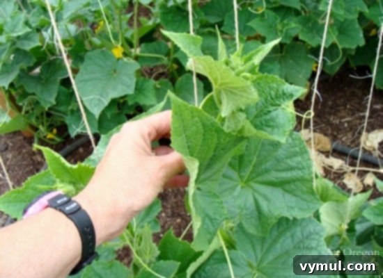 Beyond Space: 5 Compelling Reasons to Trellis Your Cucumbers 5 Training vines to grow cucumbers on a trellis