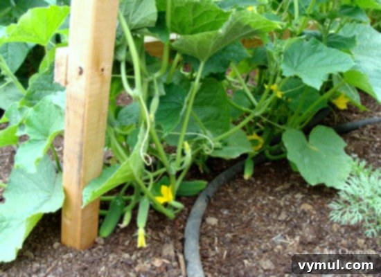 Beyond Space: 5 Compelling Reasons to Trellis Your Cucumbers 6 Grow cucumbers on a trellis for a great harvest