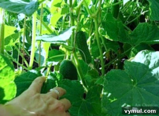 Beyond Space: 5 Compelling Reasons to Trellis Your Cucumbers 7 Grown cucumbers on a trellis for easy picking