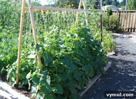 Beyond Space: 5 Compelling Reasons to Trellis Your Cucumbers 8 Cucumbers grow wonderfully on trellises