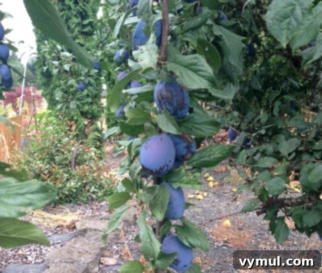 Mastering August: Seasonal Recipes, Expert Tips and Your Printable Planner 3 Loaded Italian Plum Tree showcasing the abundance of August fruit harvest.