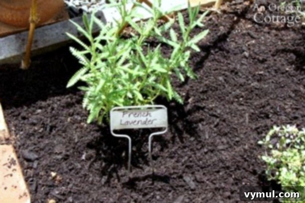 My Herb Garden: A Seasonal Story of Growth and Transformation 8 French Lavender plants in herb garden