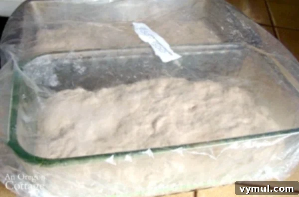 No-Knead Cheesy Sourdough Bread 6 Second rise for Cheesy Sourdough Batter Bread