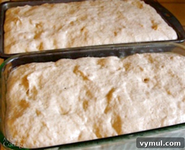 No-Knead Cheesy Sourdough Bread 7 Cheesy Sourdough Batter Bread risen