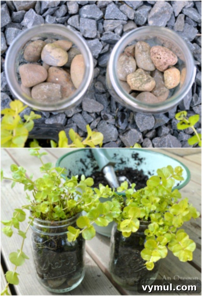 Rustic Reclaimed Wood Planter Featuring Mason Jar Herbs 7 Detailed image of planting small plants into mason jars for the DIY reclaimed wood box gift, showing soil and plant placement.