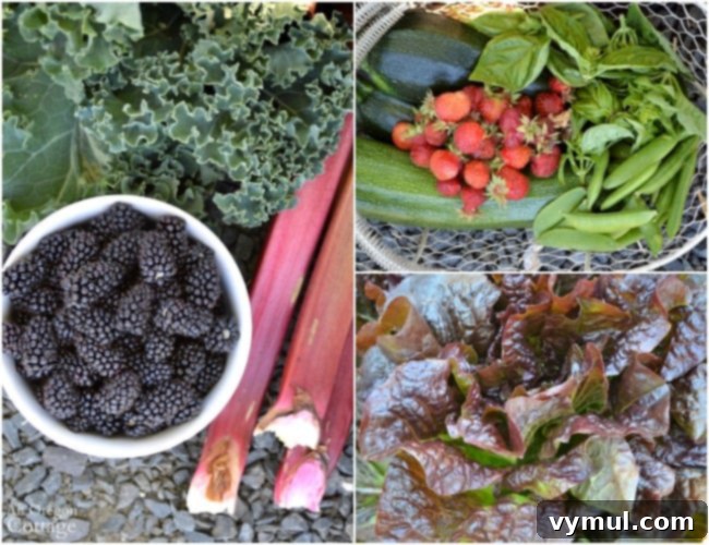 From Plot to Plate: Savoring Summer's Yield 6 July 3 2016 Garden Harvest_lettuce-berries-kale-zucchini-and-more