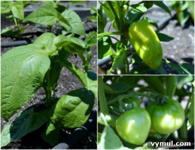 From Plot to Plate: Savoring Summer's Yield 7 July garden tomatoes-beans-peppers
